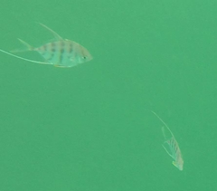 Atropus mentalis
