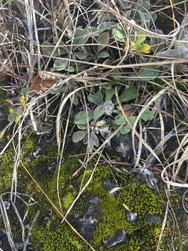 Unknown species found near Hastings, MN, US
