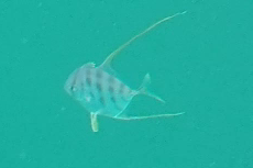 Atropus mentalis