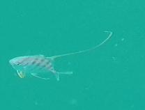 Atropus mentalis