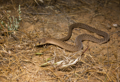 Pygopus schraderi