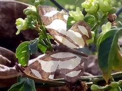 Baeotis zonata zonata