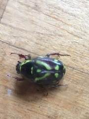 Chlorobapta frontalis