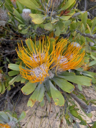 Nardouw Pincushion (Leucospermum praemorsum)