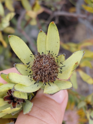 Gifberg Conebush (Leucadendron roodii)