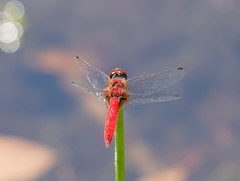 Aethriamanta nymphaeae