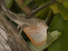 Anolis marcanoi