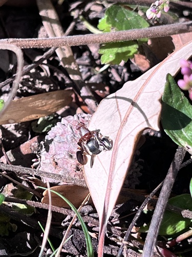 Unknown species found near The University of North Carolina at Chapel Hill, Chapel Hill, NC, US