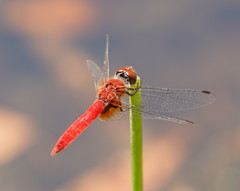 Aethriamanta nymphaeae