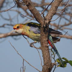 Platycercus eximius x adscitus