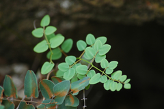 Pellaea intermedia