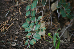 Pellaea intermedia