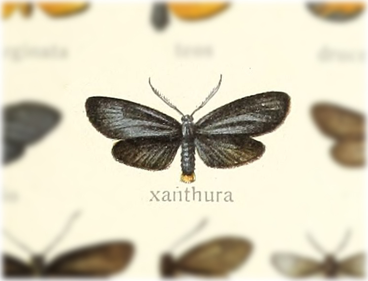 Pyromorpha xanthura
