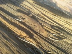 Strophurus intermedius