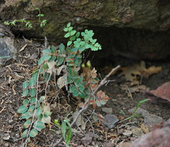 Pellaea intermedia