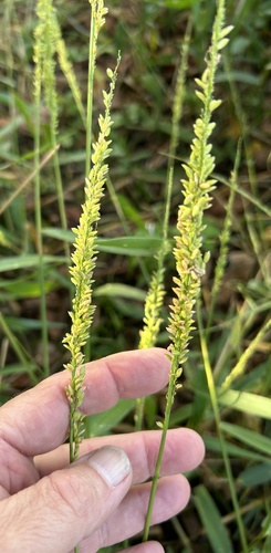 American Cupscale (Sacciolepis striata)