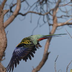 Platycercus eximius x adscitus