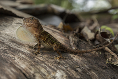 Anolis cybotes