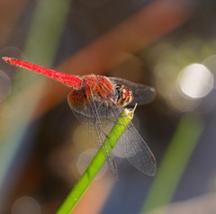 Aethriamanta nymphaeae