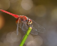 Aethriamanta nymphaeae