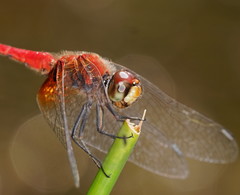 Aethriamanta nymphaeae