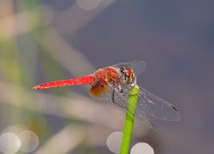 Aethriamanta nymphaeae