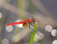 Aethriamanta nymphaeae