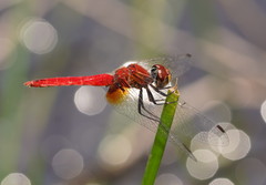Aethriamanta nymphaeae