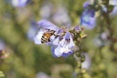 Apis mellifera