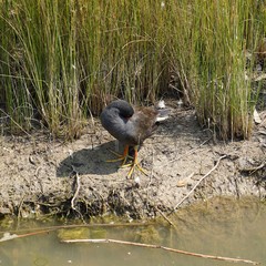 Gallinula tenebrosa
