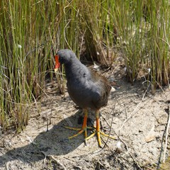 Gallinula tenebrosa