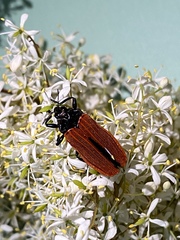 Castiarina nasuta