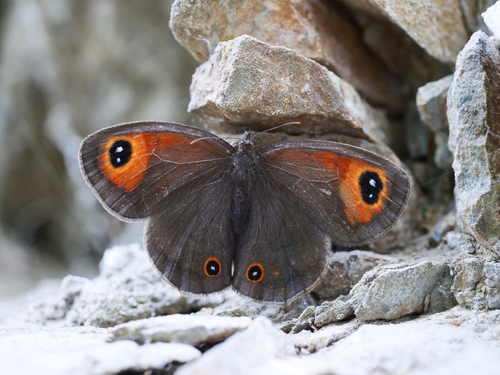 Loxerebia pratorum