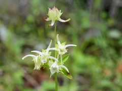 Halenia elliptica, photograph (c) Jiao Sun (孙娇), some rights reserved (CC BY)