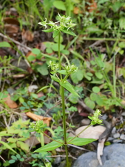 Halenia elliptica, photograph (c) Jiao Sun (孙娇), some rights reserved (CC BY)