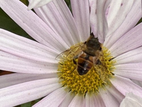 Unknown species found near Bailey Ave, Montpelier, VT, US