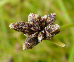 Isolepis inundata