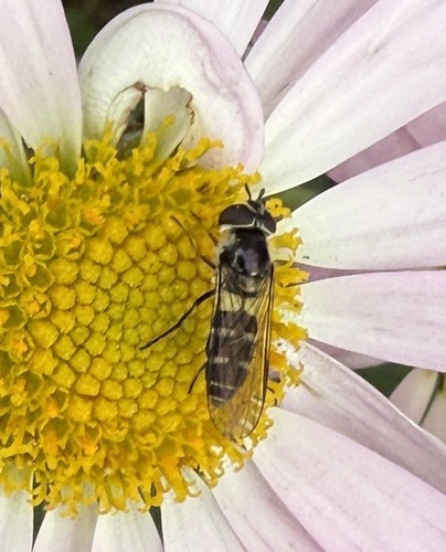 Unknown species found near Baldwin St, Montpelier, VT, US