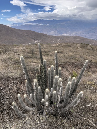 Espostoa frutescens