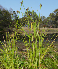 Isolepis inundata