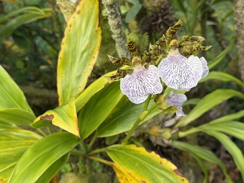 Zygopetalum maculatum, 2025-10-05