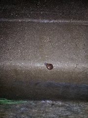 Helminthoglypta phlyctaena