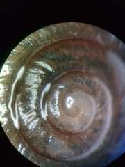 Helminthoglypta phlyctaena
