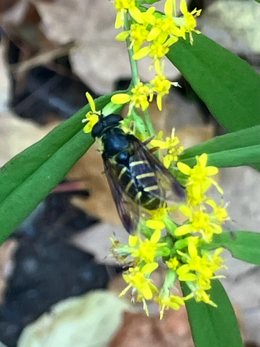Unknown species found near Forest Home Dr, Ithaca, NY, US