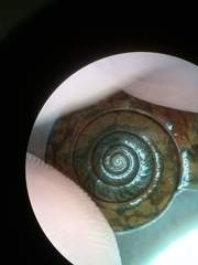 Helminthoglypta phlyctaena