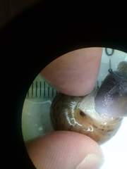 Helminthoglypta phlyctaena