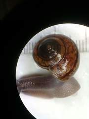 Helminthoglypta phlyctaena