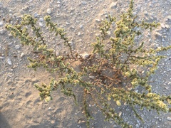 Saltbush (Caroxylon)