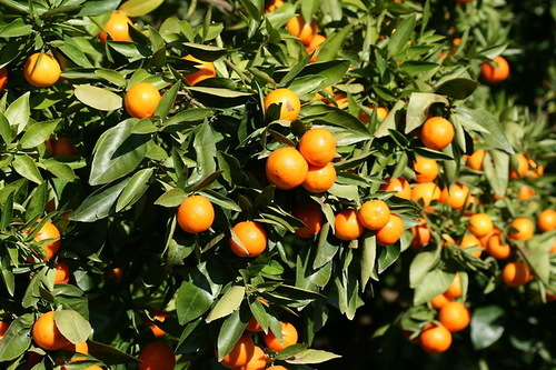 Mandarino (Citrus × nobilis) · NaturaLista Colombia