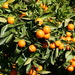 Citrus × nobilis - Photo (c) Stanislav Krejčík, μερικά δικαιώματα διατηρούνται (CC BY)